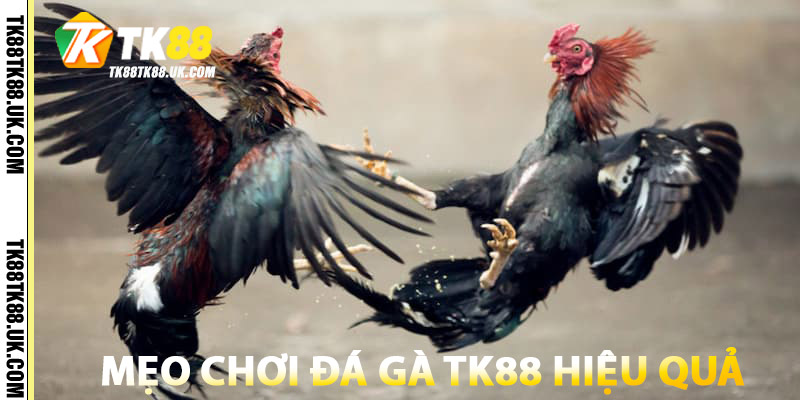 Đá Gà TK88 – Trực Tuyến Thomo, Campuchia, SV388 Ful HD 2 Mẹo chơi Đá Gà TK88 hiệu quả