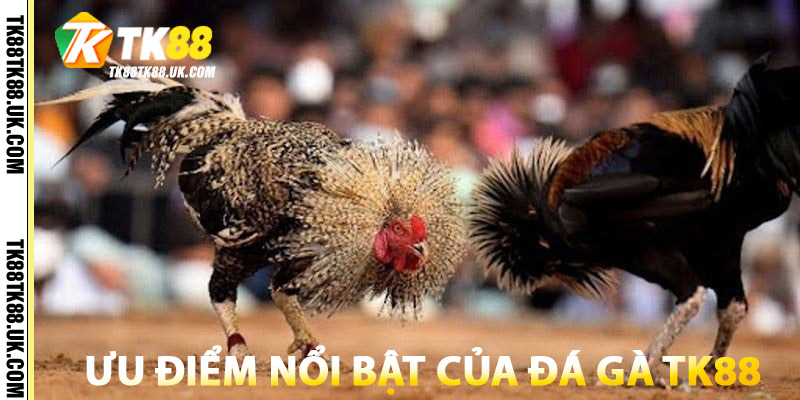Đá Gà TK88 – Trực Tuyến Thomo, Campuchia, SV388 Ful HD 1 Ưu điểm nổi bật của Đá Gà TK88
